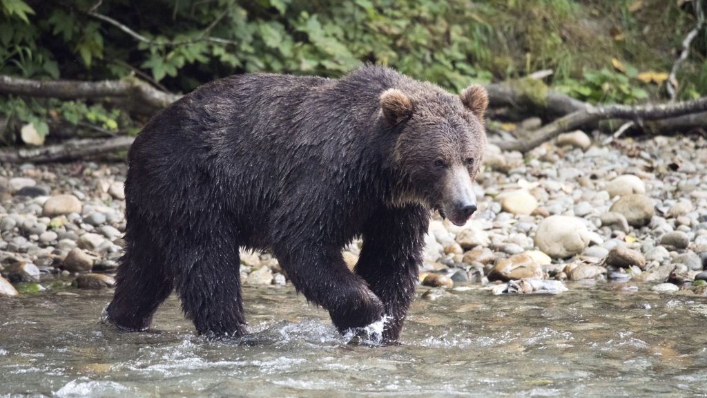 Mother and baby killed in grizzly bear attack in Canada