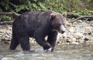 Mother and baby killed in grizzly bear attack in Canada