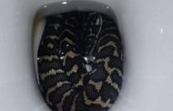Australian woman bitten by snake in toilet