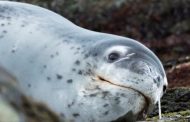 Memory stick found in frozen seal faeces in New Zealand